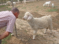 Thomas und das Schaf: “Wie war’s beim Scheren?“