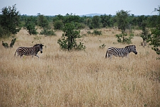 Zebras unterwegs zur Tränke