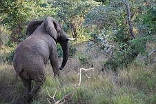 Elefant haut ab in die Hügel