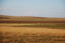 In der Free State Provinz gibt es riesige Getreidefelder