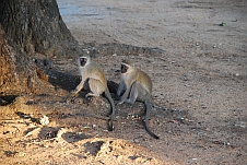 Vervet Monkey (Grünmeerkatzen) empfangen uns im Malelane Camp
