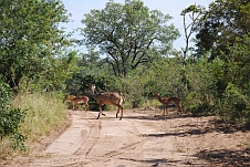 Kudu-Kuh und Impalas