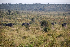 Elefanten zwischen Pretoriuskop und Skukuza