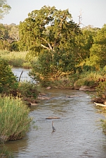 Goliath Heron im Sabie River