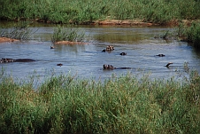 Hippos im Sabie Fluss