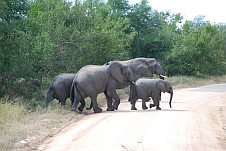 Elefanten überqueren die Piste: Nicht immer die Kleinen schubsen!