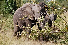 Zwei der vielen Elefanten die wir heute sehen
