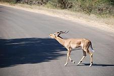 Kein röhrender Hirsch, aber bei den Impalas ist Brunftzeit