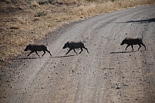 Drei Warthogs (Warzenschweine) eilen über die Piste