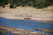 Nilpferde beim Sünnele am Sandstrand des Olifants Flusses