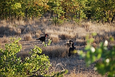 Drei Southern Ground-Hornbills (Kaffernhornraben)