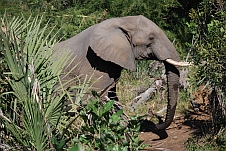 Fast wären wir diesem Elefanten zu Fuss begegnet...