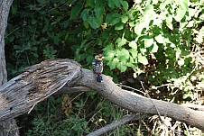 Crested Barbet (Haubenbartvogel)