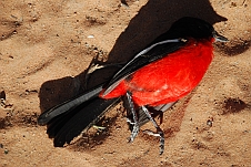 Schöner, nur leider toter Crimson Shrike