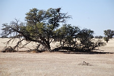 Baum im Auob Tal