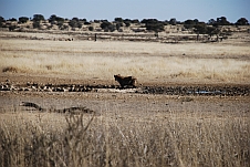 Die Hyäne am Wasserloch