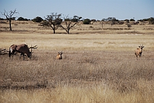 Oryx mit zwei Kälbern