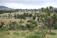 Nashörner und Zebras
