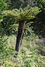 Ein Palmfarn