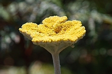 Eine gelbe Blume mit tausend noch geschlossenen Blütchen