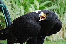 Verreaux Eagle (Felsenadler)