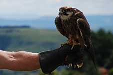 Lanner Falcon (Lannerfalke)