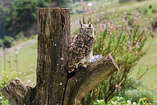 Spotted Eagle-Owl (Fleckenuhu)