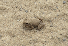 Ein mit Sand panierter Frosch?