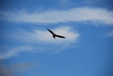 Ein Yellow-billed Kite (Schmarotzermilan) kreist über dem Camp