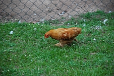 Ein Huhn, ein weiteres Federvieh des Platzes