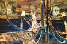 Ein Feuerfisch in einem nachgebauten Schiffswrack
