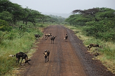 Ein Rudel Afrikanischer Wildhunde