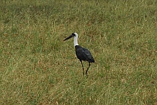Woolly-necked Stork (Wollhalsstorch)