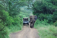 Elefant mit Safarifahrzeugen im Gefolge