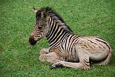 Das kleine Zebra
