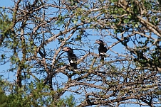 Trumpeter Hornbills (Trompeter-Hornvögel)