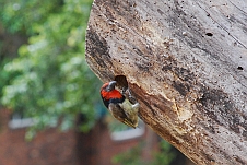 Der Halsband-Bartvogel am Eingang seiner Wohnhöhle