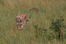 Löwin unterwegs im Gras