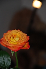Isabellas Rose