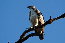 Junger Martial Eagle (Kampfadler)