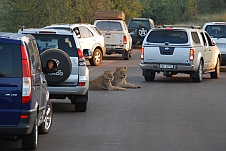 Zwei Löwen liegen zwischen den Autos auf der Strasse
