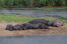 Hippos beim Mittagsschläfchen auf einer Sandbank