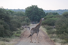 Giraffe und Zebras vor dem Eingangstor zum Balule Camp