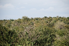 Giraffe zwischen den Büschen