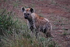 Die neugierige Hyäne