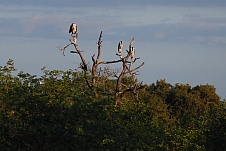 Marabou Stork (Marabus)