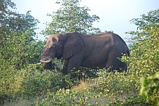Der friedfertige Elefantenbulle beim Futtern