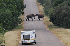 Junge Elefanten messen auf der Strasse ihre Kraft