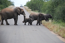 Elefanten mit einem ganz Kleinen überqueren die Strasse
