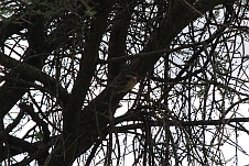 Brown-hooded Kingfisher (Braunkopfliest)